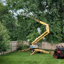 Best Storm Damage Tree Cleanup  in Plainview, TX