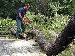 Best Arborist Consultation Services  in Plainview, TX