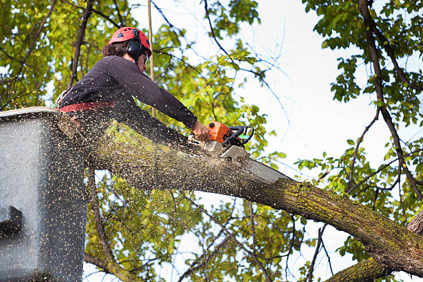 How Our Tree Care Process Works  in  Plainview, TX