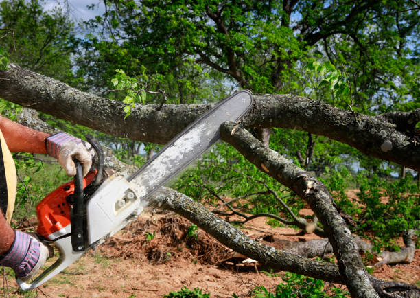 Plainview, TX  Tree Services Company